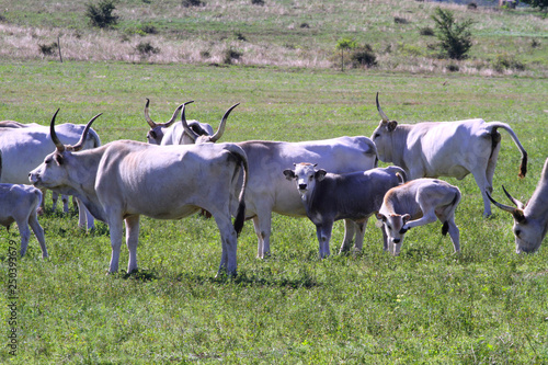 Fototapeta Naklejka Na Ścianę i Meble -  Herd of hungarian grey cattle on a meadow at rural animal farm