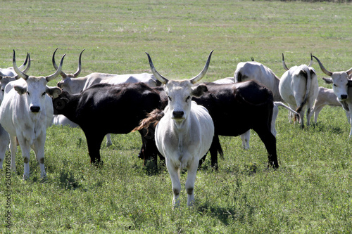 Wallpaper Mural Herd of hungarian grey cattle on a meadow at rural animal farm Torontodigital.ca