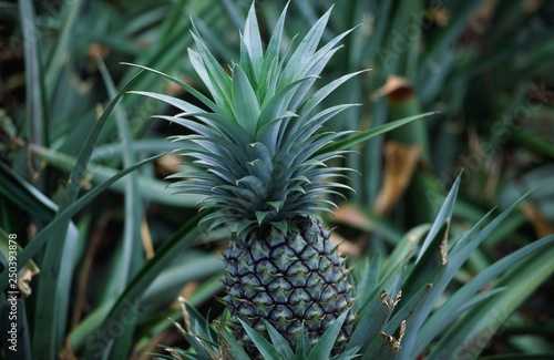 ananas -frucht