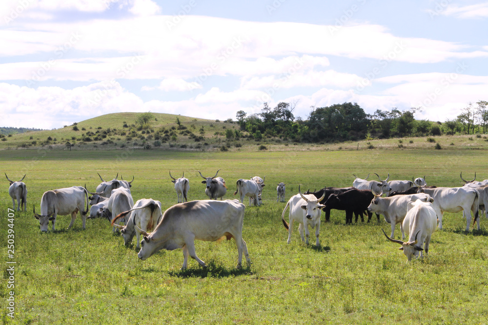 Herd of hungarian grey cattle on a meadow at rural animal farm Herd of hungarian grey cattle on a meadow at rural animal farm