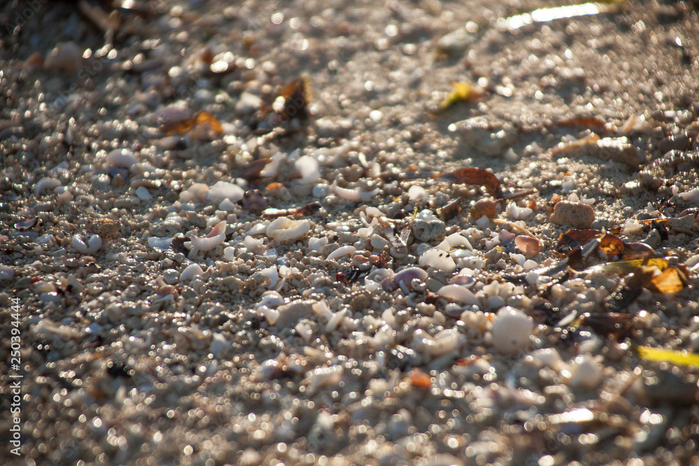 Shells on the beach Shells on the beach