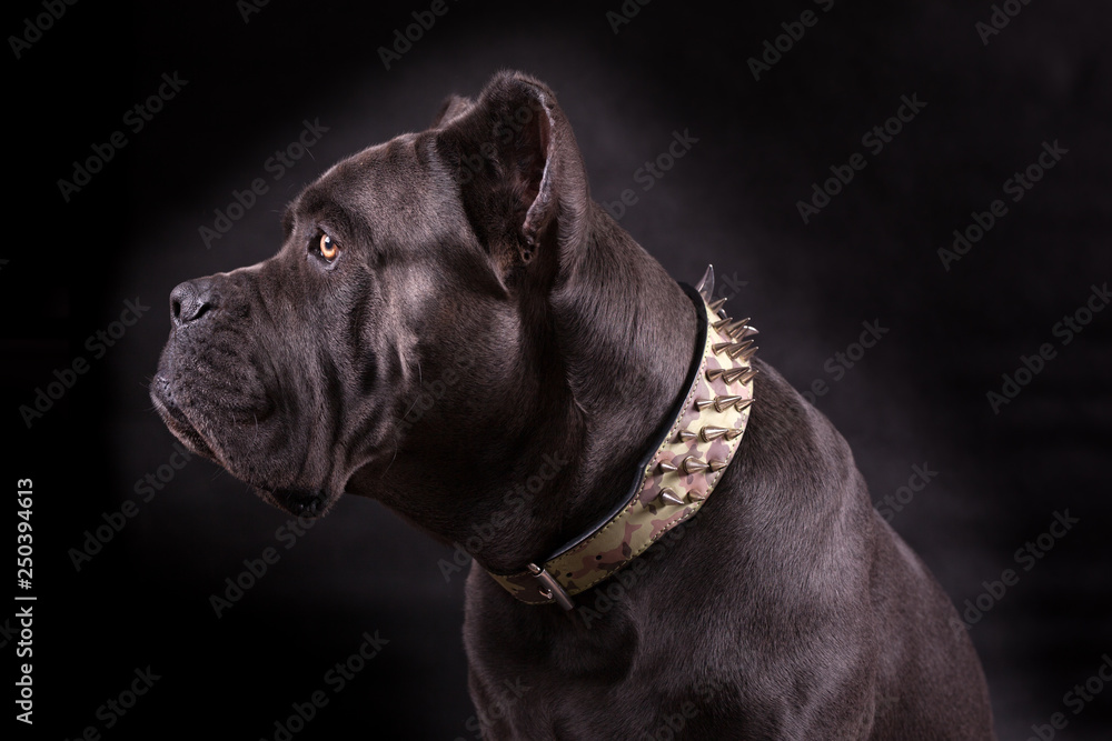 Black dog Kenne Corso breed isolated on a black background. Black dog Kenne Corso breed isolated on a black background.