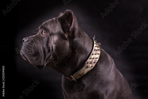 Black dog Kenne Corso breed isolated on a black background. photo