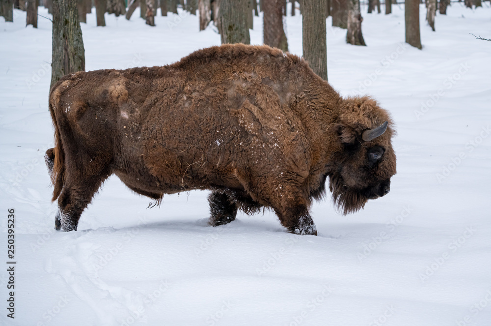 Bison in winter in the reserve Bison in winter in the reserve