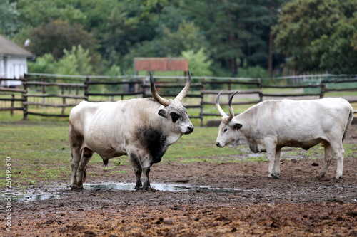 Herd of hungarian grey cattle on a meadow at rural animal farm