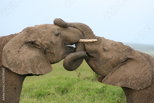 Elephant kiss