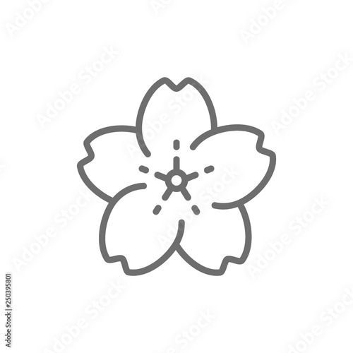 Sakura flower line icon.
