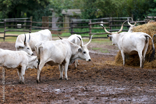 Group of hungarian steppe cattle