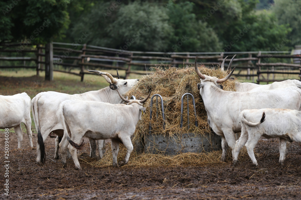 Obraz premium Group of hungarian steppe cattle