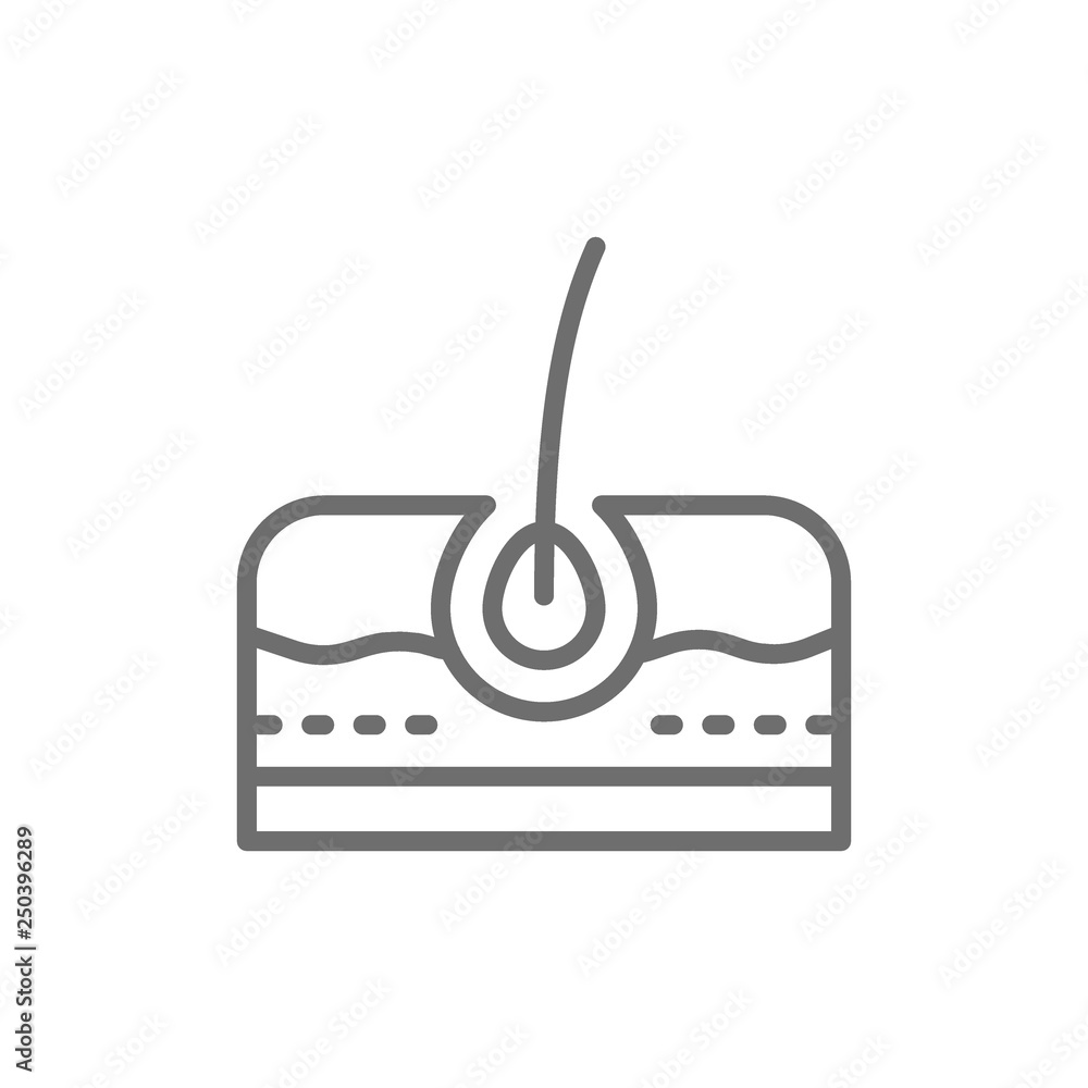Hair bulb, skin layers, follicle, epidermis line icon. Hair bulb, skin layers, follicle, epidermis line icon.