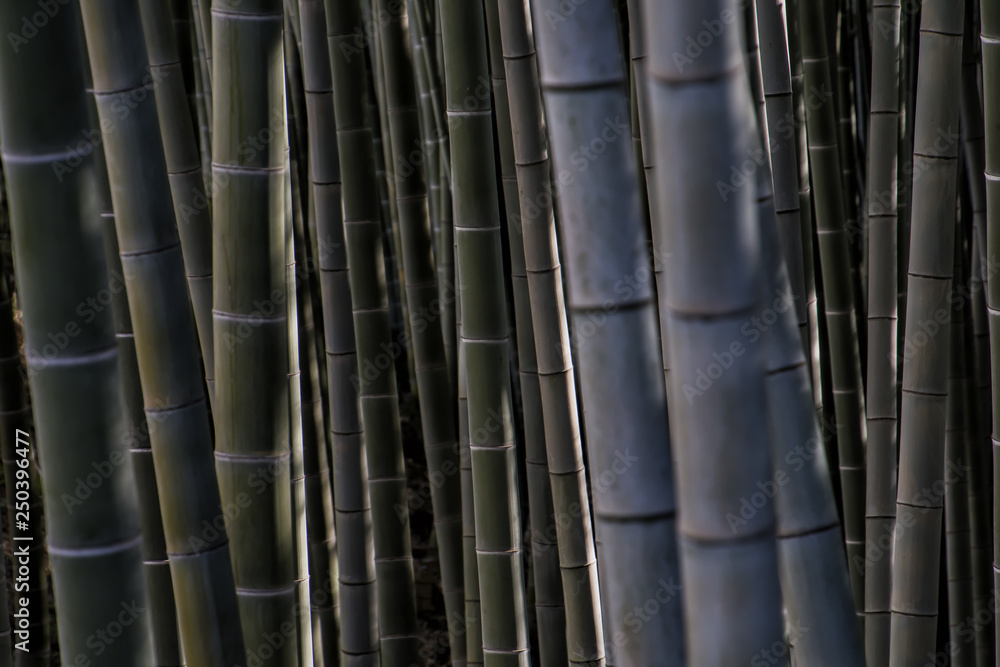 Bamboo Forest Bamboo Forest