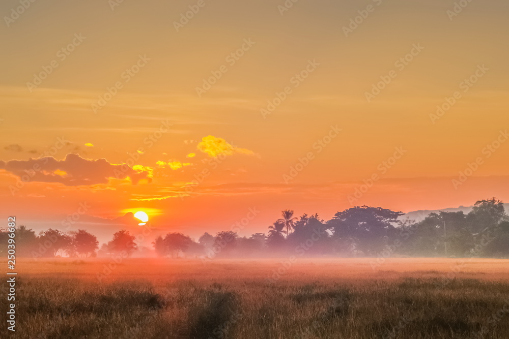 misty morning on rice fields plantation with colorful yellow sun light in the sky background, sunrise at rice fields around Chiang Saen Lake, Chiang Rai, northern of Thailand.