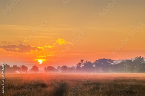 misty morning on rice fields plantation with colorful yellow sun light in the sky background, sunrise at rice fields around Chiang Saen Lake, Chiang Rai, northern of Thailand. © Yuttana Joe