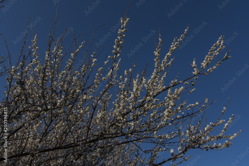 Flowers of the Plum Flowers of the Plum