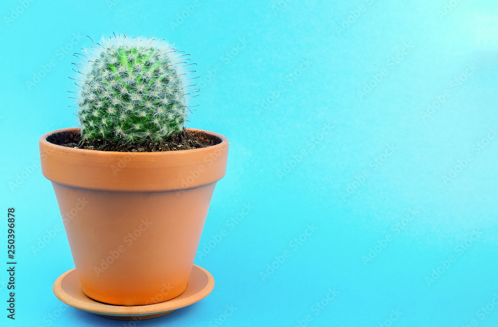Cactus on a blue background Cactus on a blue background