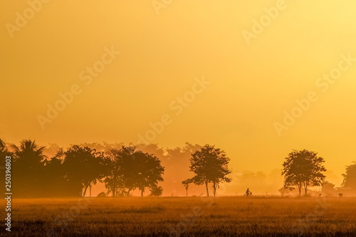 misty morning on rice fields plantation with colorful yellow sun light in the sky background, sunrise at rice fields around Chiang Saen Lake, Chiang Rai, northern of Thailand.