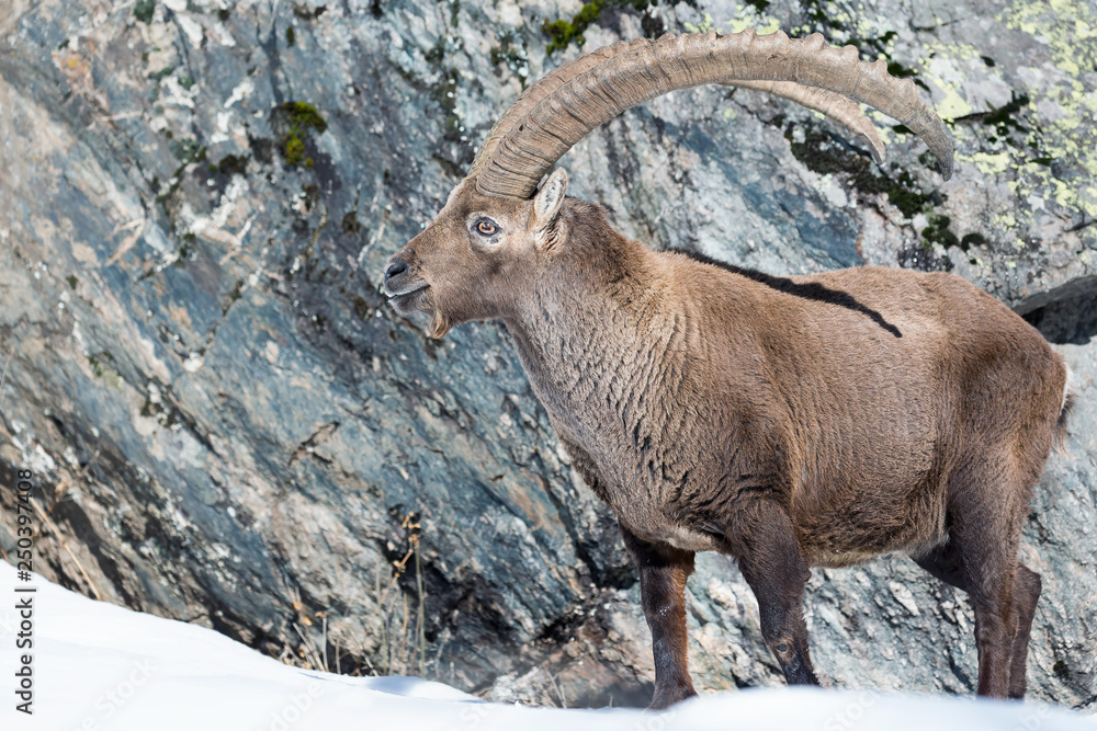 Stambecco alpino in regione rocciosa (Capra ibex)