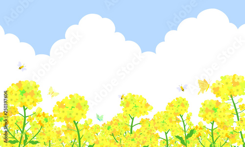 菜の花畑とみつばちと蝶々　青空背景