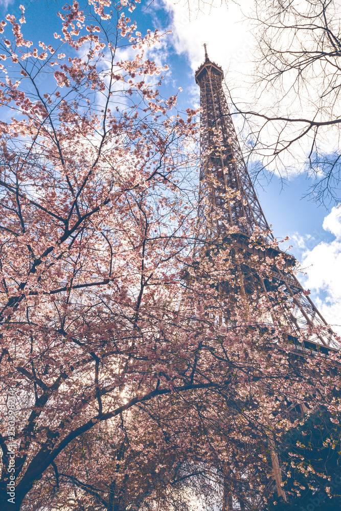 Blossoming sakura against the background of the Eiffel Tower