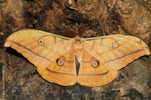 Japanese silk moth antheraea yamamai on the trunk photo