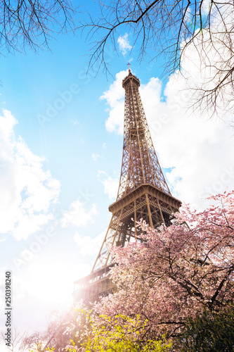 Blossoming sakura against the background of the Eiffel Tower