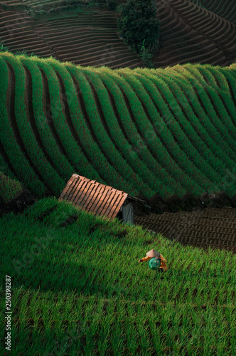 Green line pattern plantation landscape terracing of Argapura Majalengka photo