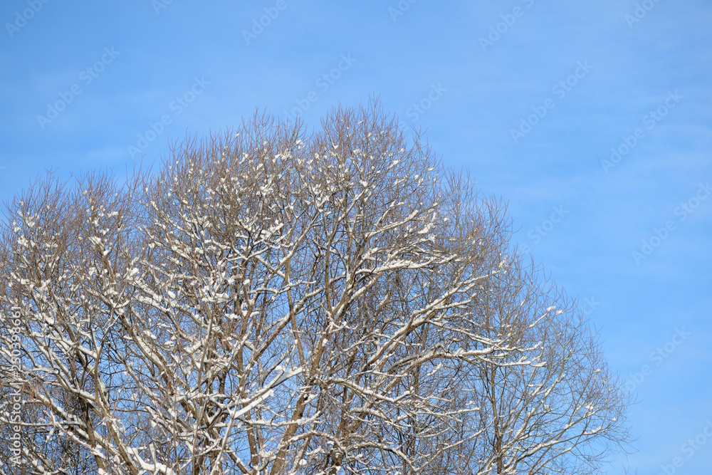 Crowns of trees in winter against the blue sky as background Crowns of trees in winter against the blue sky as background