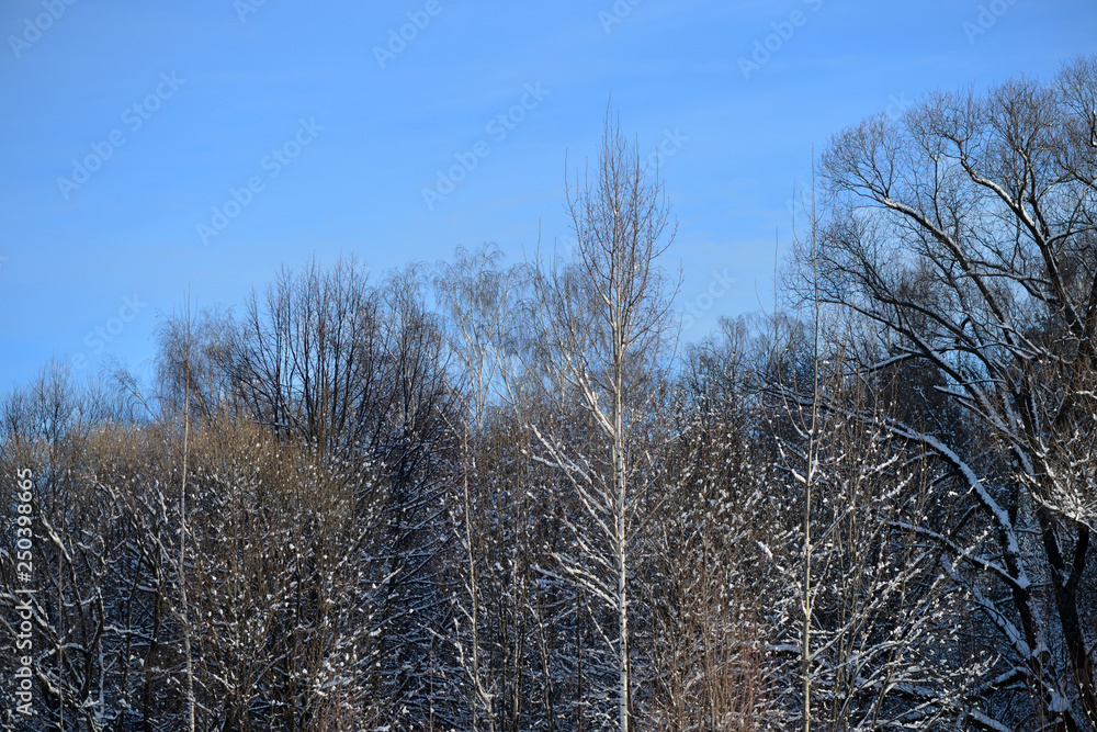 Crowns of trees in winter against the blue sky as background Crowns of trees in winter against the blue sky as background