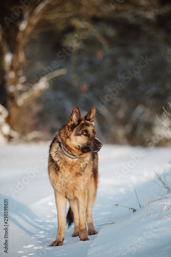 German Shepherd running in the snow © serav