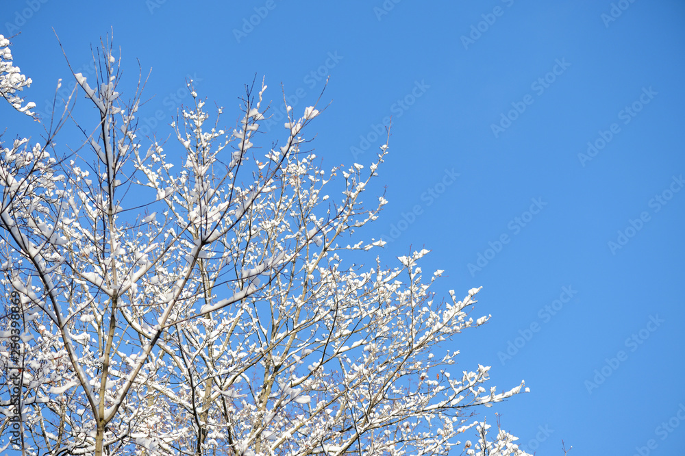 Crowns of trees in winter against the blue sky as background Crowns of trees in winter against the blue sky as background
