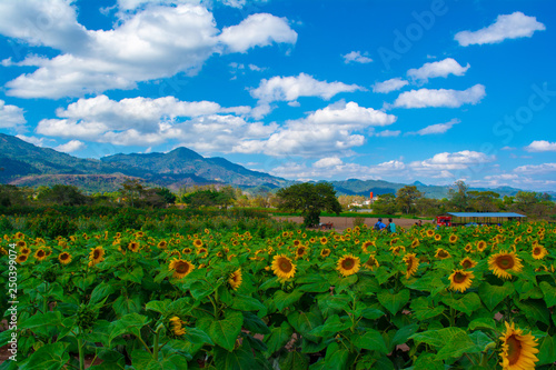 campo de girasoles