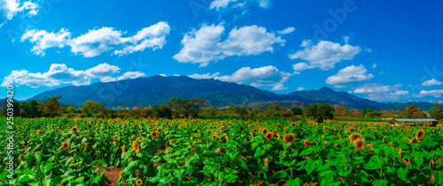 Campo de girasoles panoramico