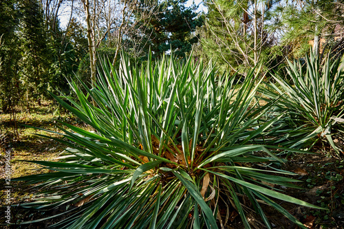 Green leaves of yucca filamentous in the sun on the background of a winter evergreen garden. Close-up. Nature concept for design.