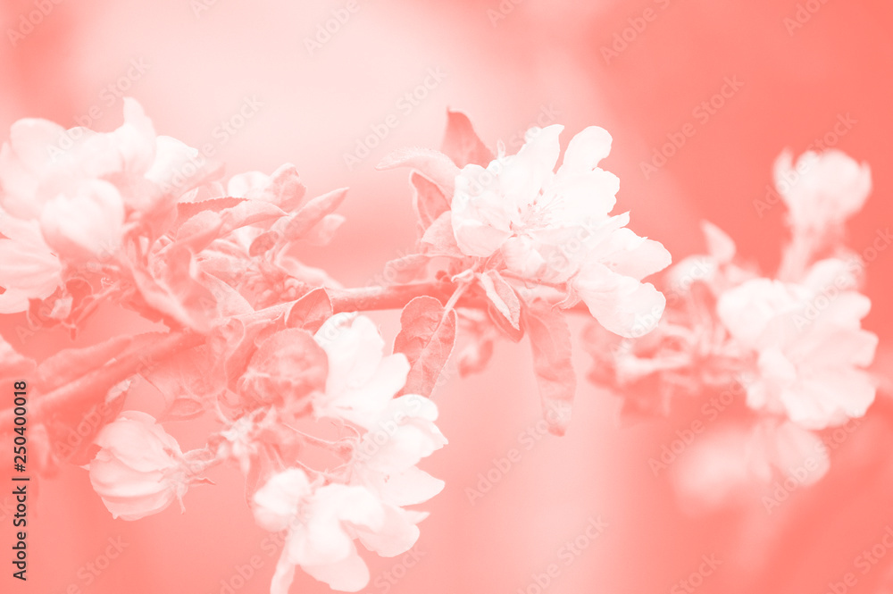 Spring blooms Apple tree, white flowers. Duotone toning.Living coral color 2019. Color palette. Spring blooms Apple tree, white flowers. Duotone toning.Living coral color 2019. Color palette.