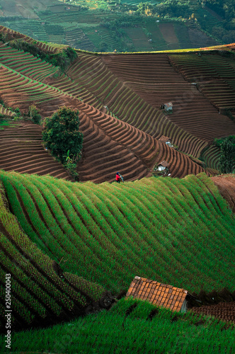 Green line pattern plantation landscape terracing of Argapura Majalengka