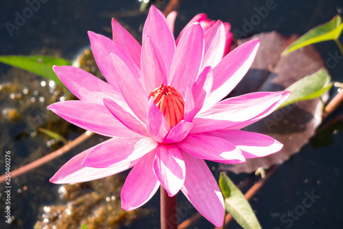 red lotus in the canal photo