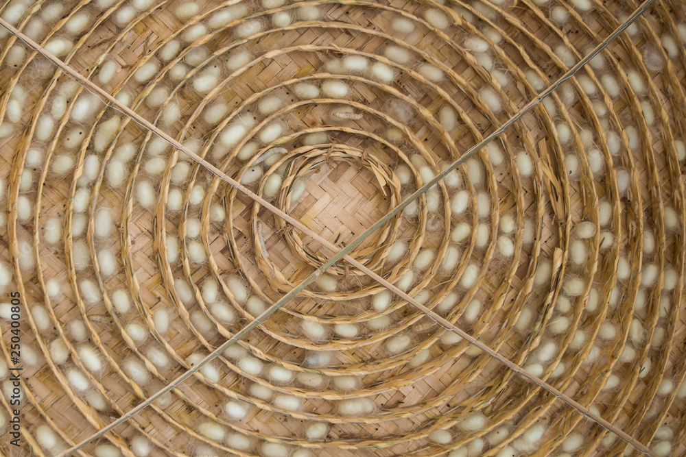 Fototapeta premium Silk Worm Cocoon In The Nest