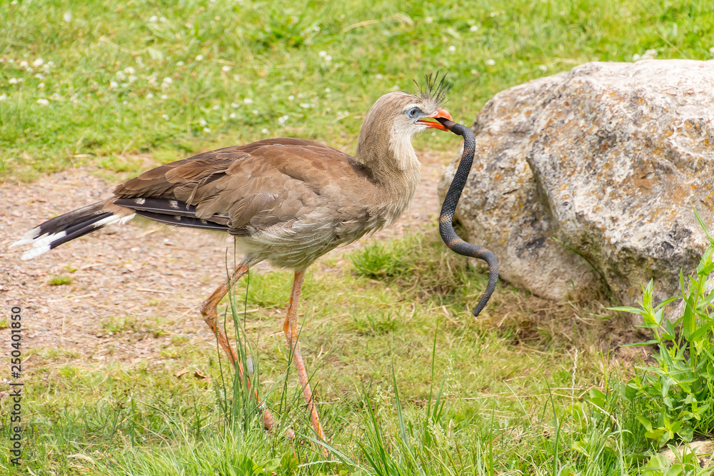 Obraz premium A crested cariama (Cariama cristata) has a snake in its beak