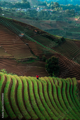 Green line pattern plantation landscape terracing of Argapura Majalengka