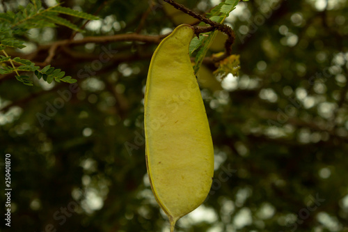 Semente verde
