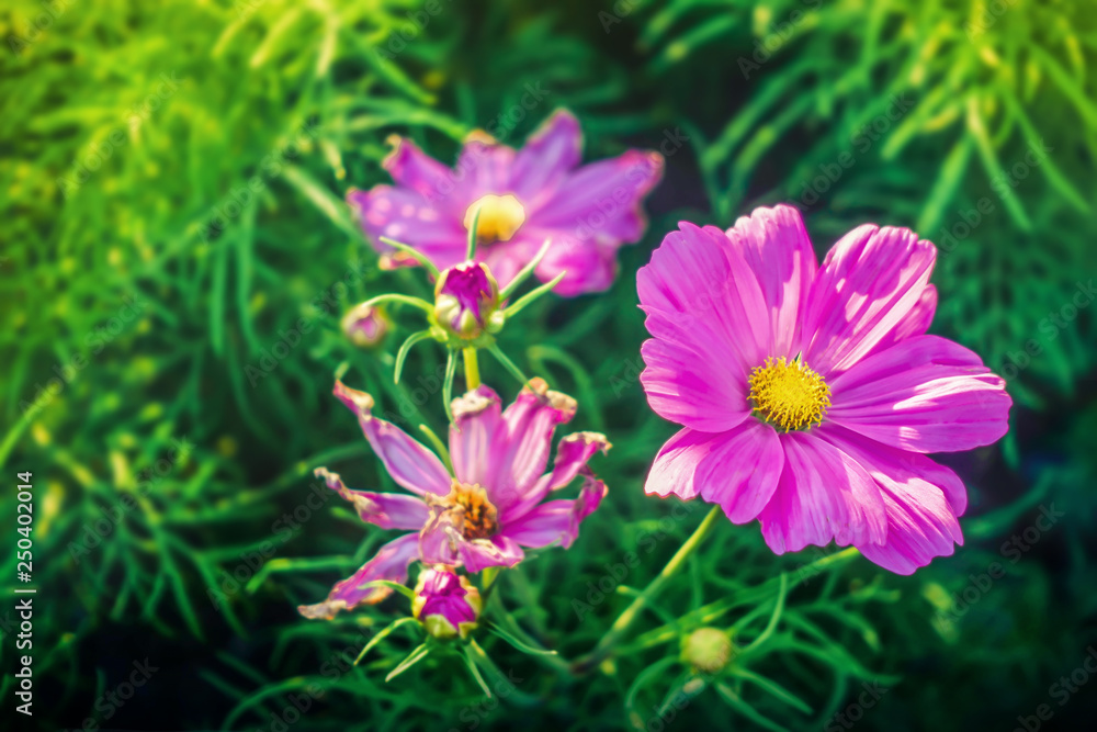 Obraz premium Magenta flowers, purple flowers
