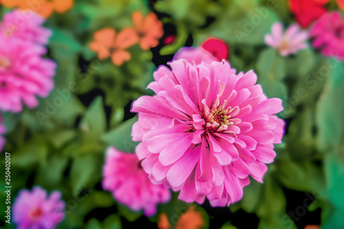 Pink zinnia in the garden