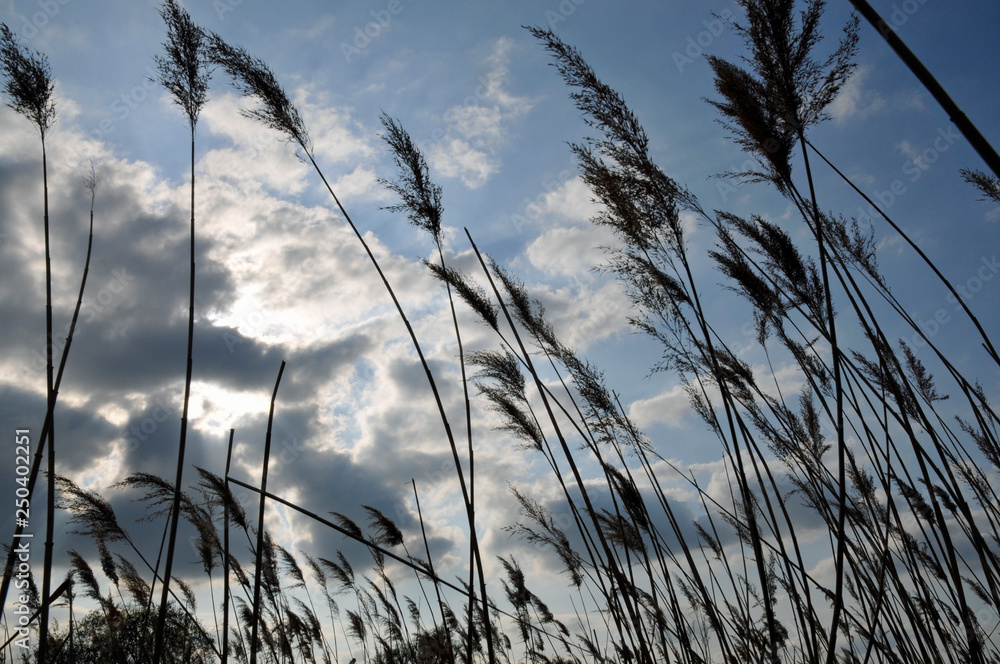 Fototapeta premium schilfgraswedel im wind