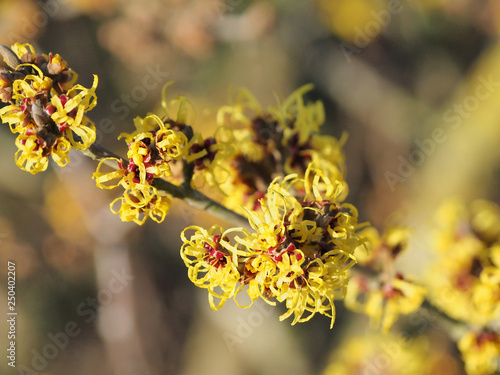 Die Sonne bringt die Blüten der Hamamelis besonders zum Leuchten