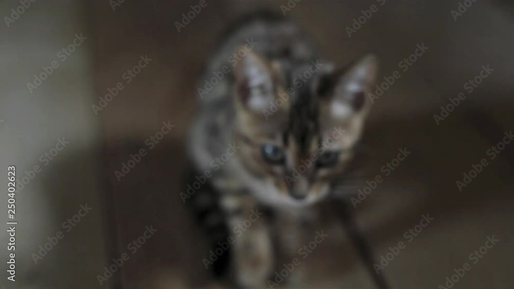 Handheld camera portrait of grey cat kitten sitting indoors shallow dof dark colors. Domestic animal pet at home looking aside waiting for food care. Vet protection breeding friendship concept Handheld camera portrait of grey cat kitten sitting indoors shallow dof dark colors. Domestic animal pet at home looking aside waiting for food care. Vet protection breeding friendship concept