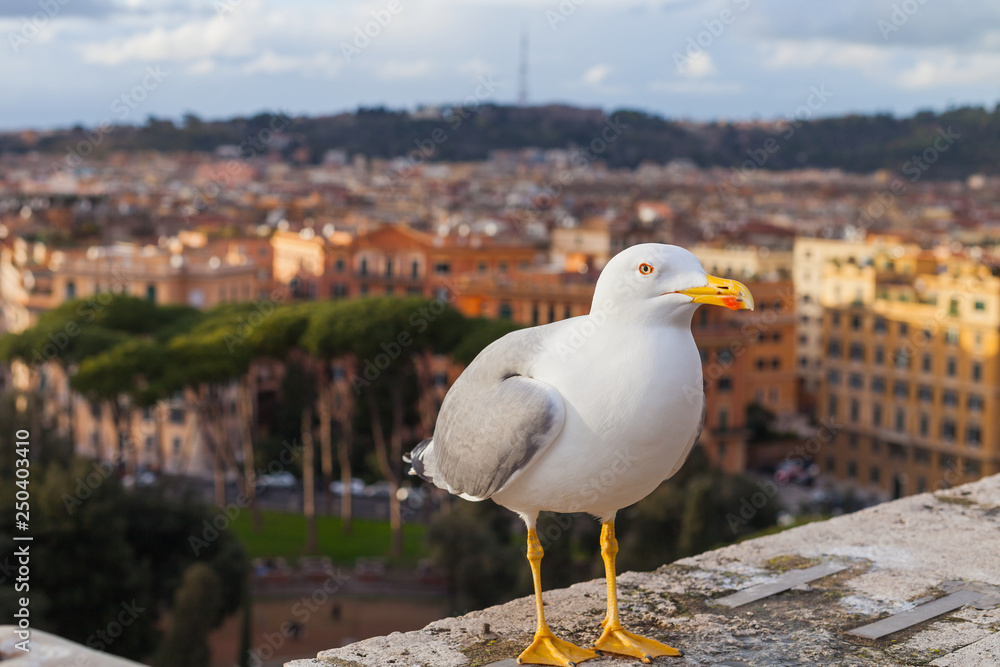 Seagull and panorama of Rome,Italy