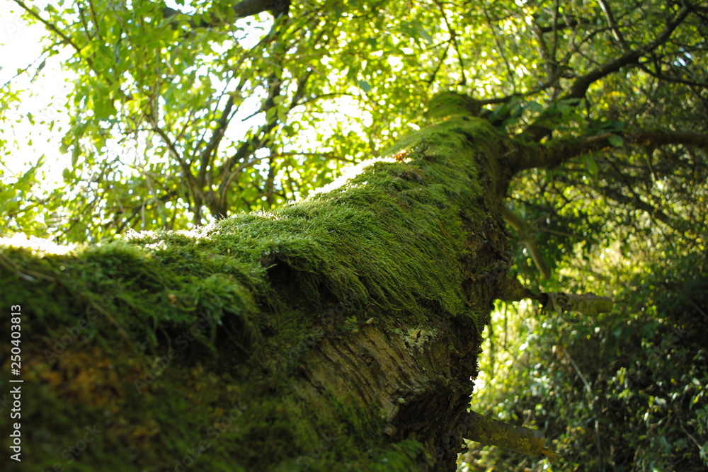 Fototapeta premium Old branch tree with green moss