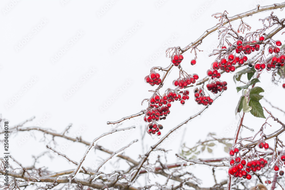 Freezing rain, Branch and crataegus coveren with ice, background use.Copy space. Freezing rain, Branch and crataegus coveren with ice, background use.Copy space.