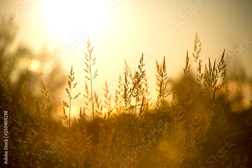 Field of wild grass, warm summer sunset, space for text