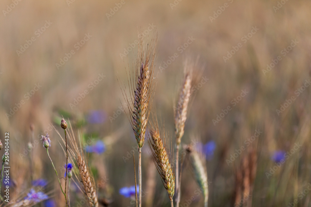 Food production concept with macro image of the green grain. Closeup of green grain on the wind at the field